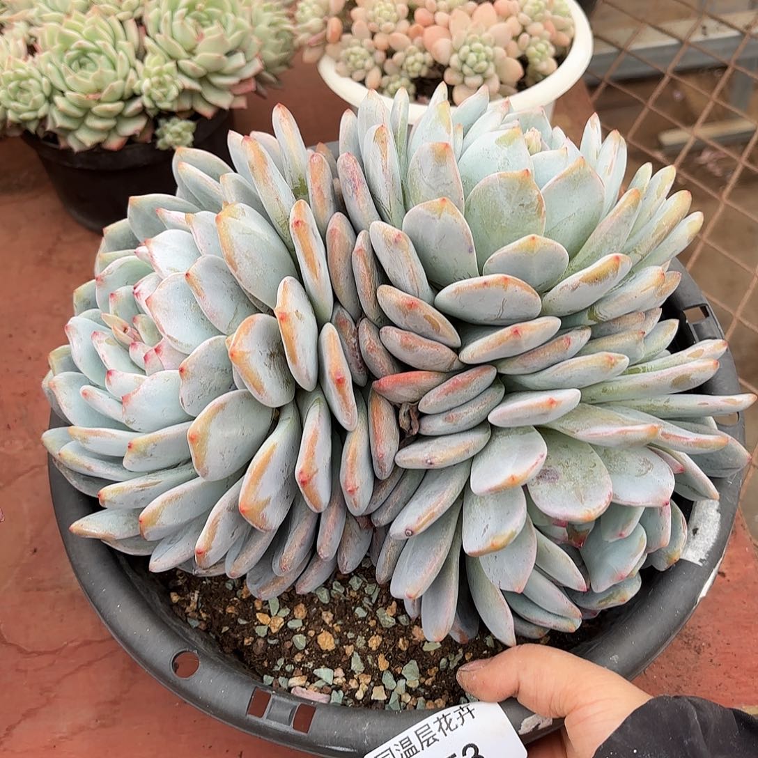 同温层多肉橙子53