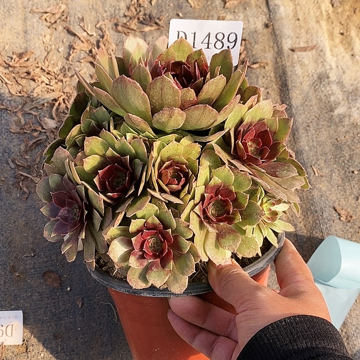 1489红丝绒多肉植物