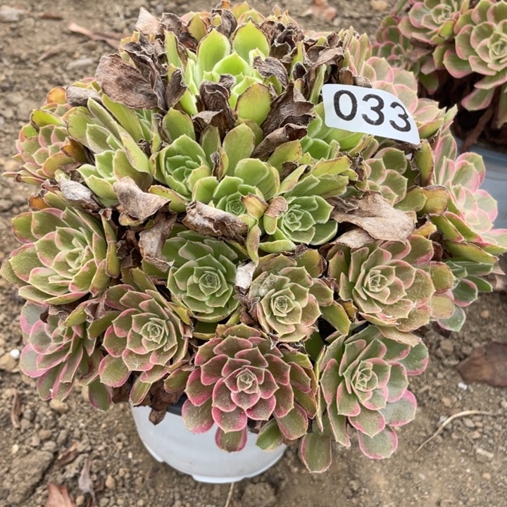无花朵033多肉植物安娜