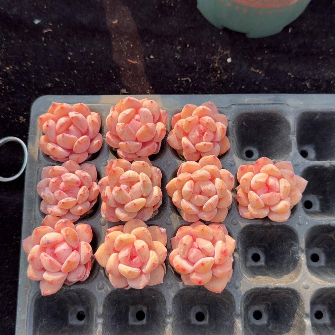 一组10颗，冠幅3-4公分