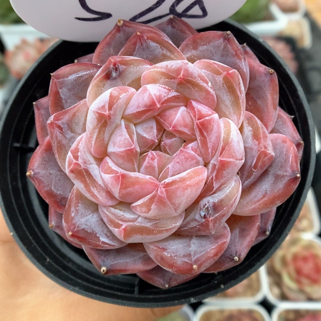 暗纹冰魄可拍524号。