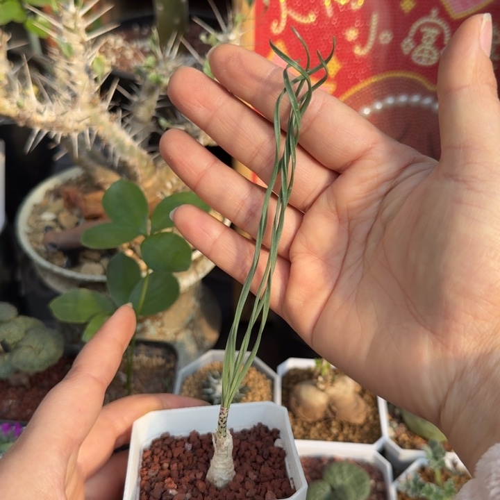 G b豹纹弹簧草（满28包邮）