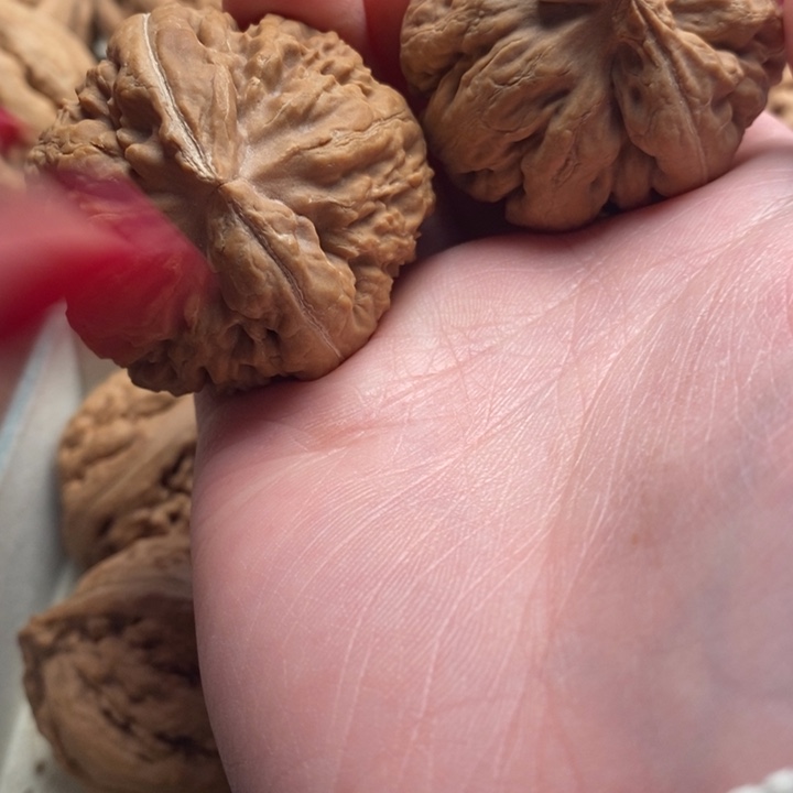 中***人霸王龙全品无修一刀没动