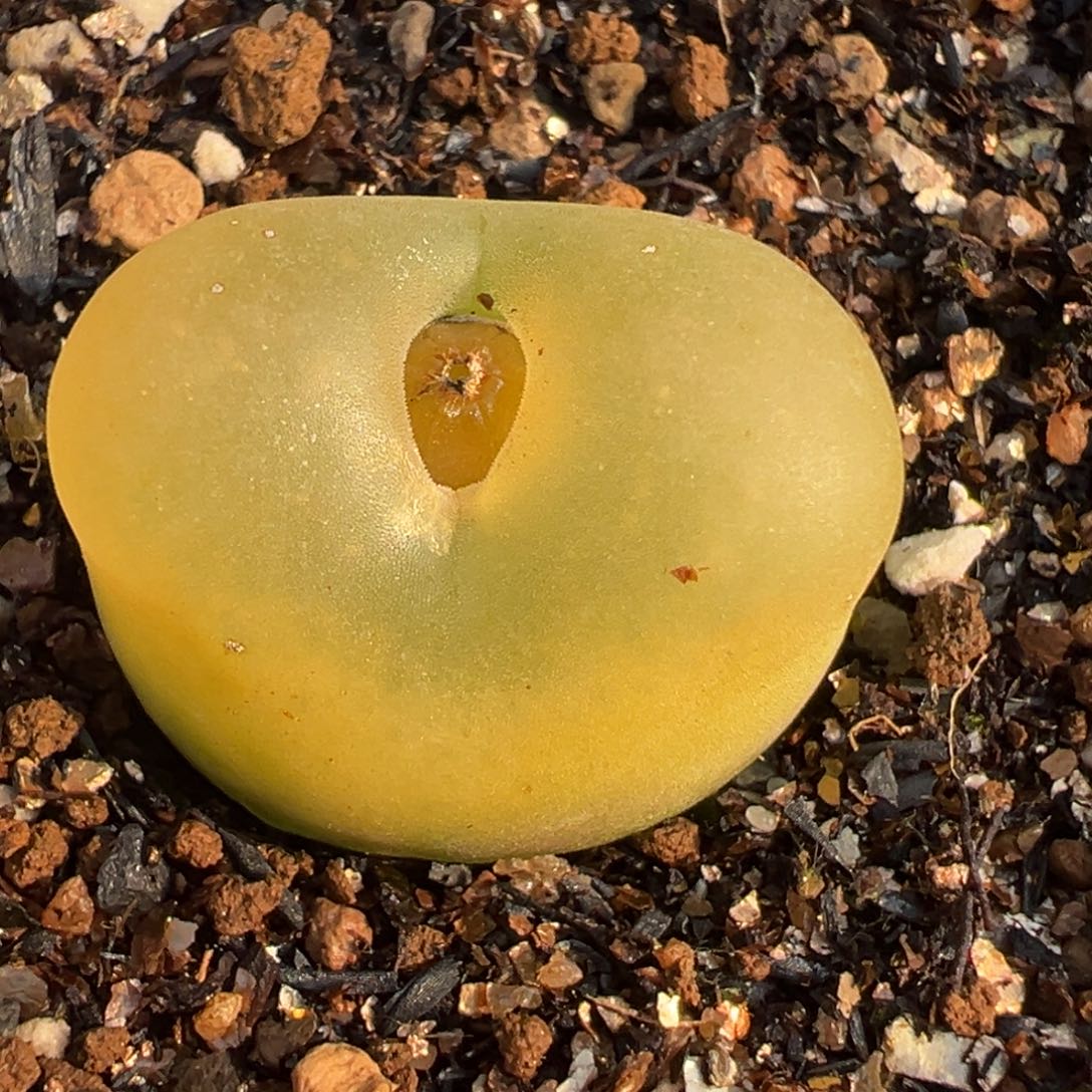 O泡多肉植物百科39