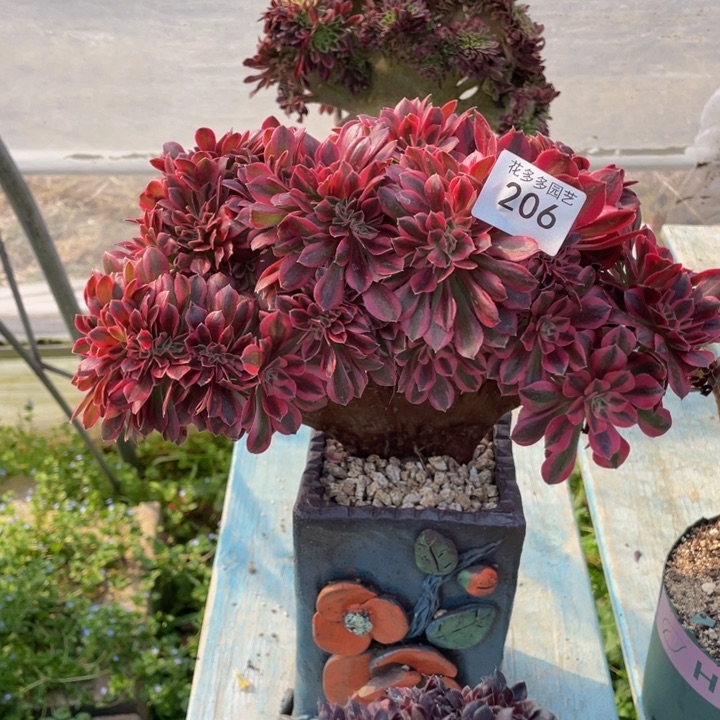 206号粉女巫法师