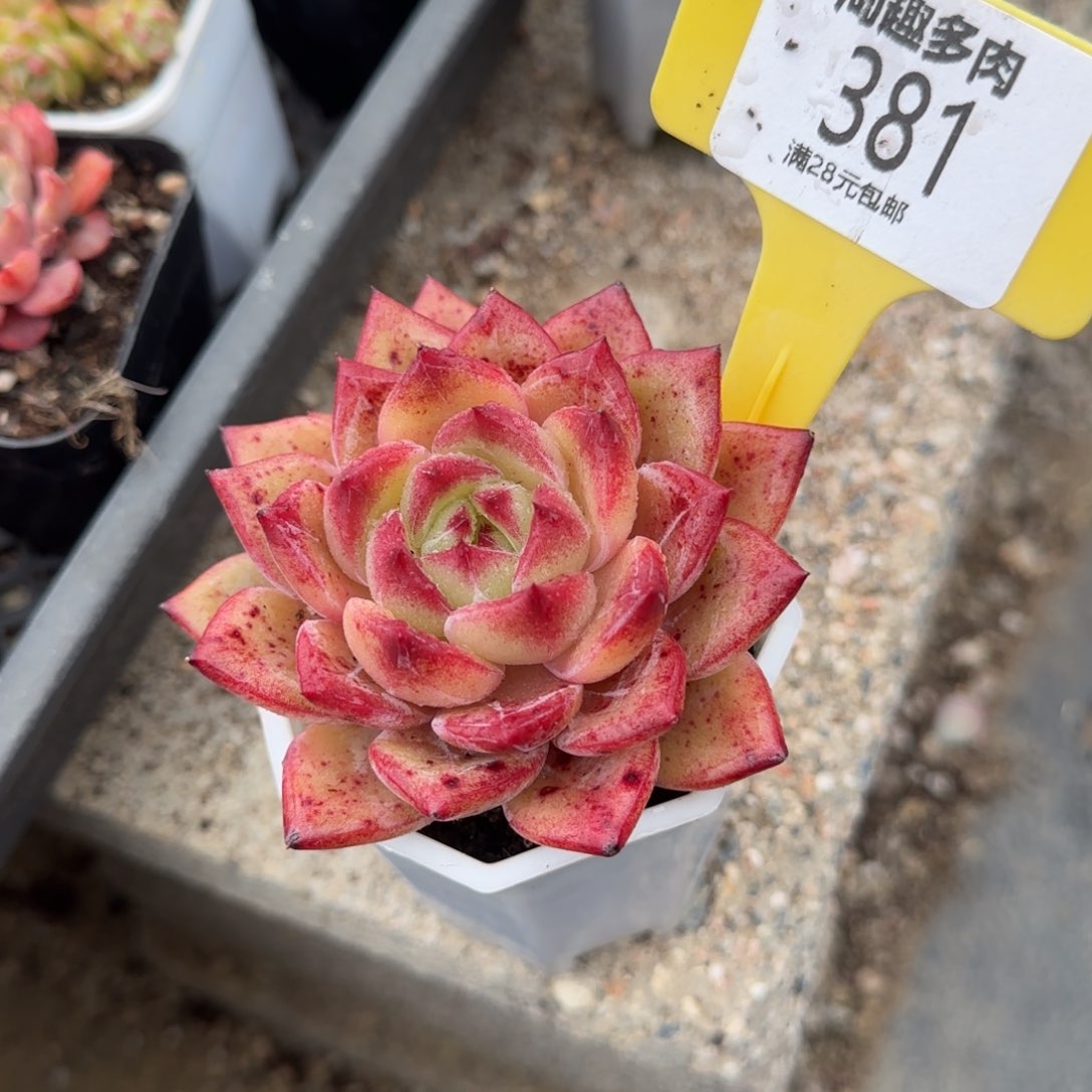 多肉植物单头蟹魔侠传