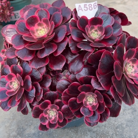 586凤冠22厘米左右