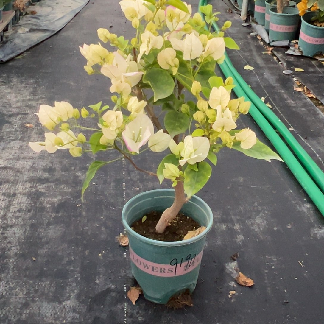 当***糖完全开放造型 口红 9190