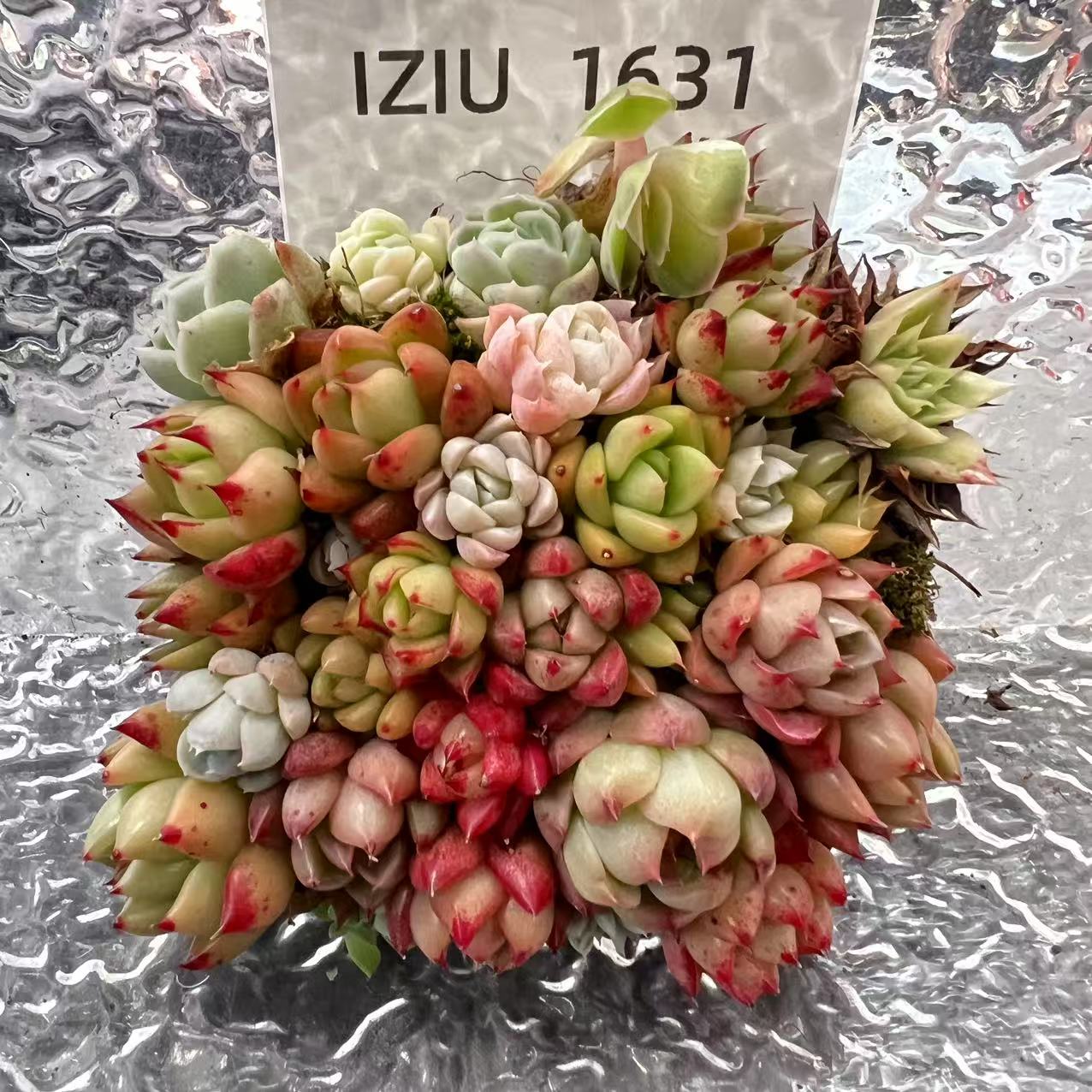 【直播专享】无土多肉--蛋糕61（不含盆）