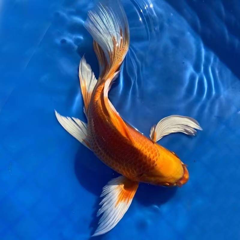 橘黄蝴蝶鲤尾鳍飘逸短身短体淡水观赏鱼好养易养