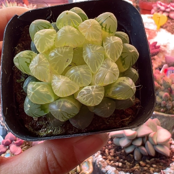 我也没事啊这就是我们喜欢