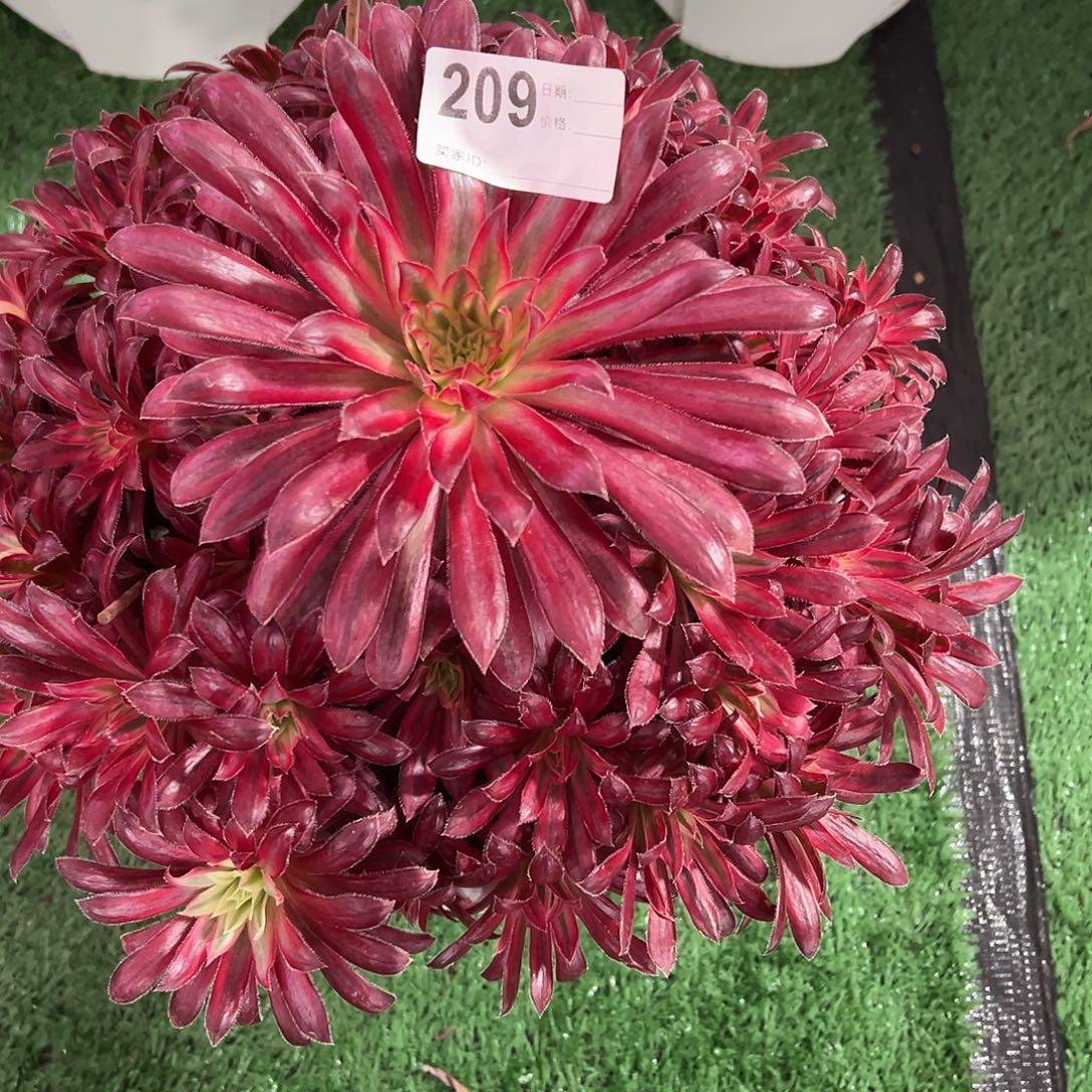 209朱雀的植物法师多肉