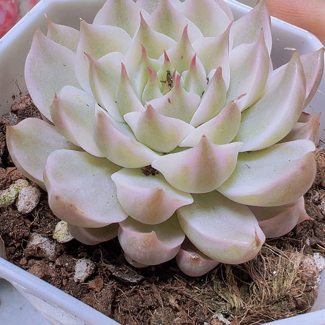 玛格丽塔锦19包邮