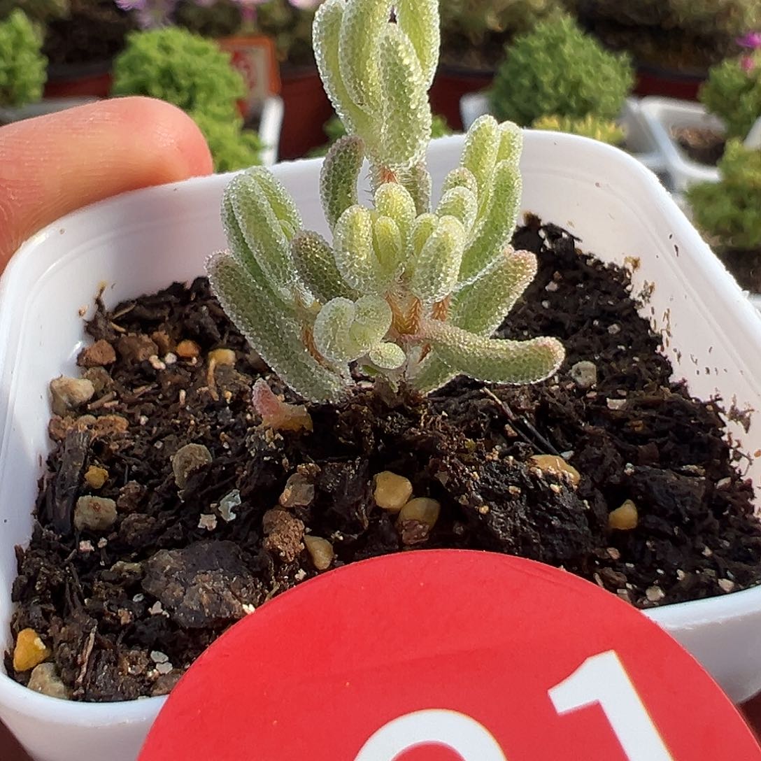 4.20橙叶锦多肉221