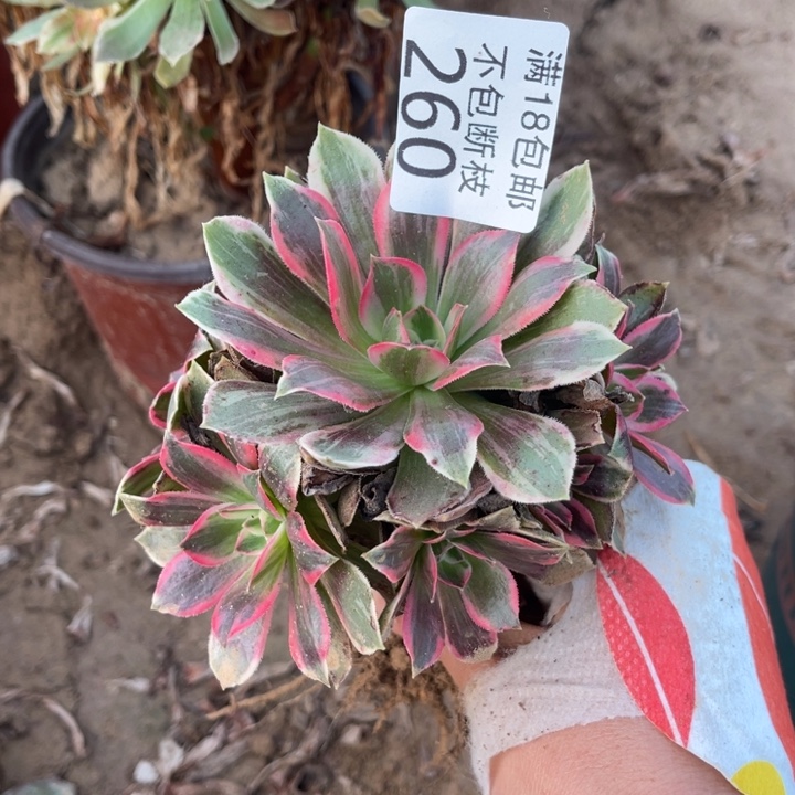 260浣纱小手捧2号