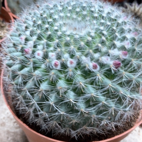 大余温仙人球12米仙人球