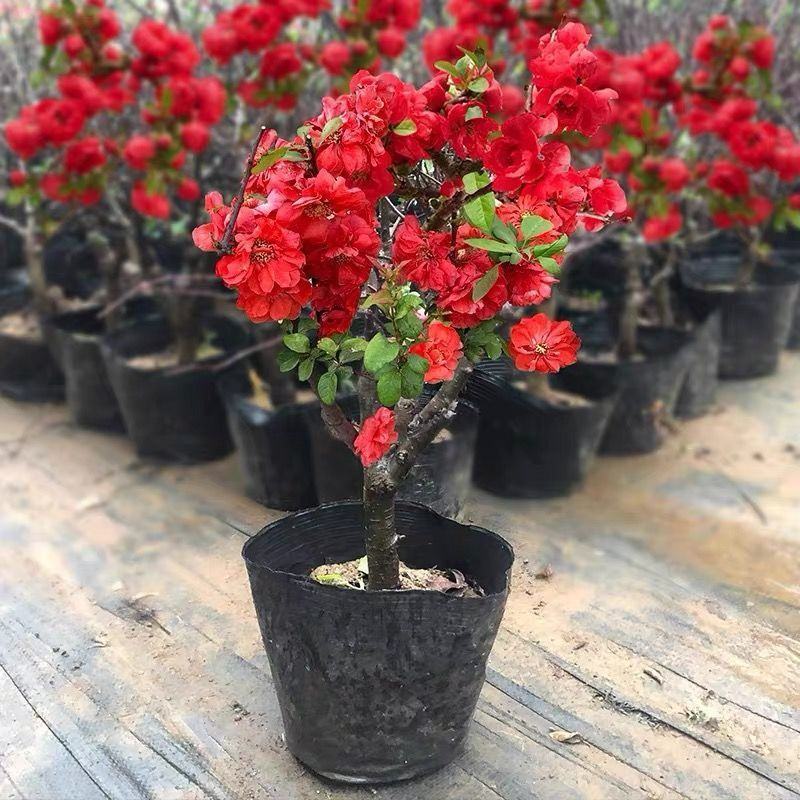 当年开花海棠花盆栽树苗长寿冠庭院阳台花卉绿植碰见老桩四季开花