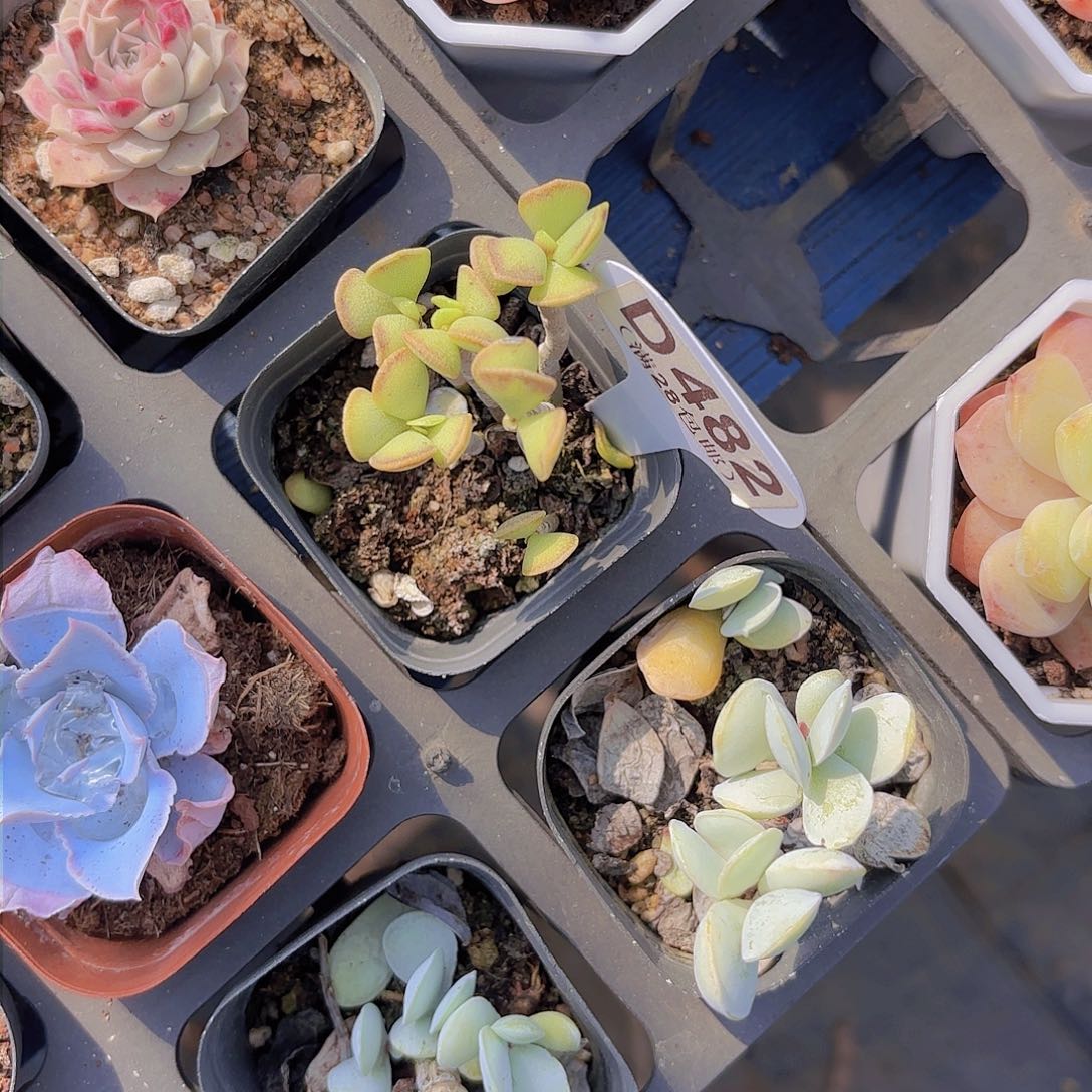 冰***?A482水泡一物一拍