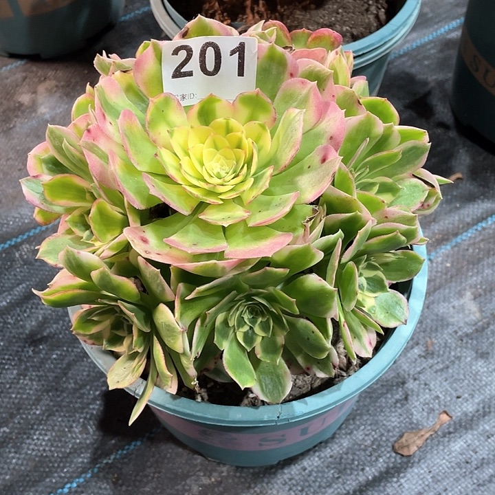 海王201   冠幅19