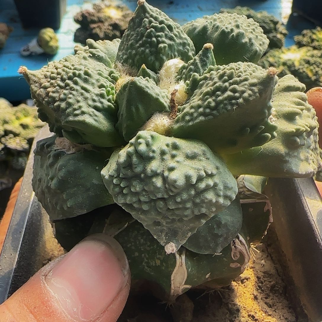 怒涛898带背怒的