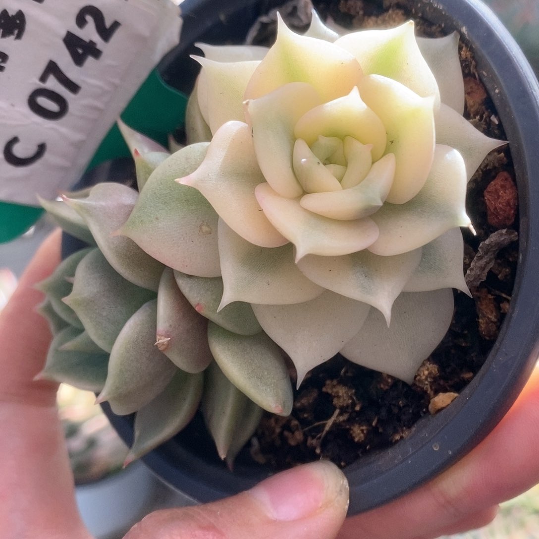 C742贝加尔湖锦锦锦锦锦锦