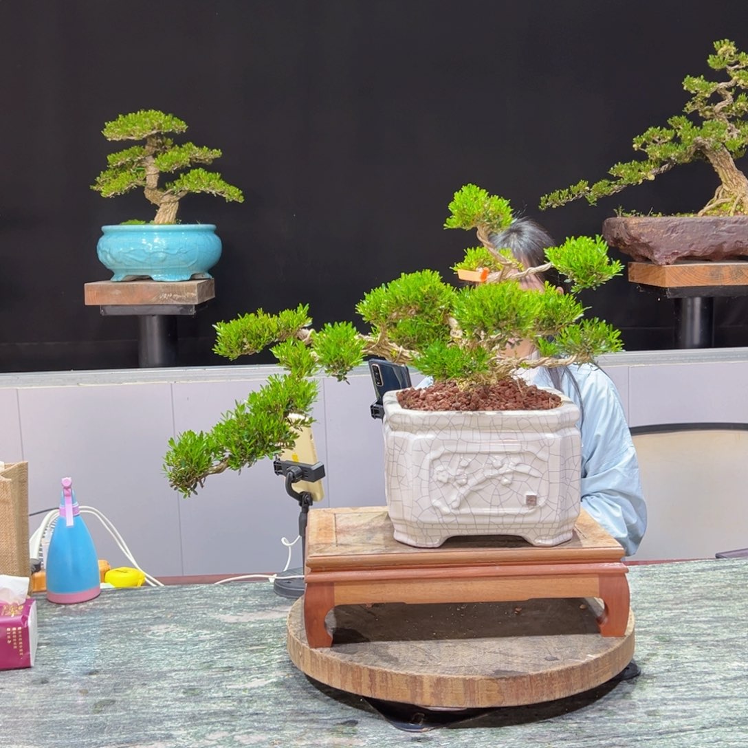 黄杨盆景老桩四季常青