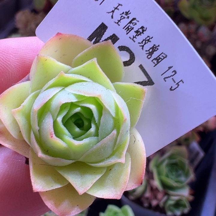 小***0苗苗山地玫瑰多肉27