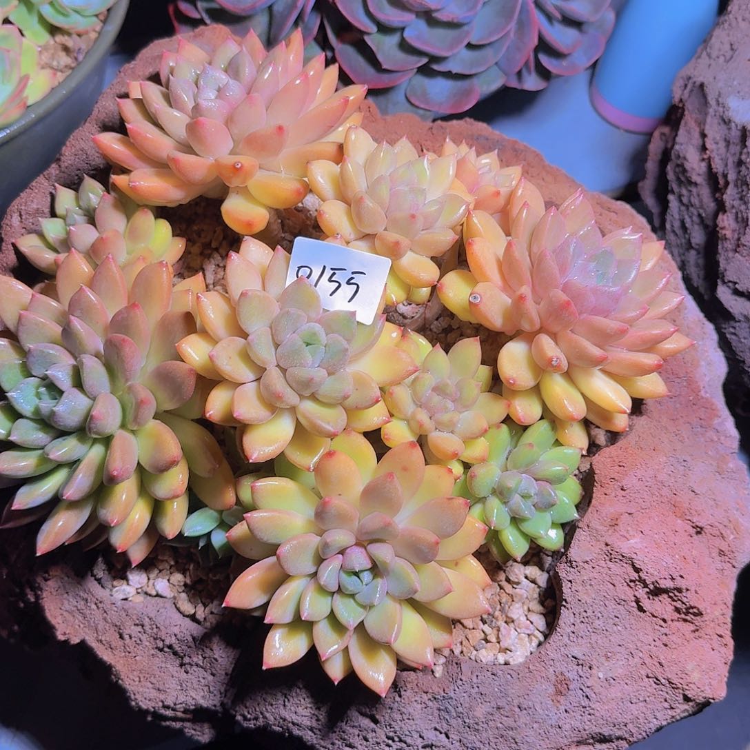 风***0155象牙多肉植物