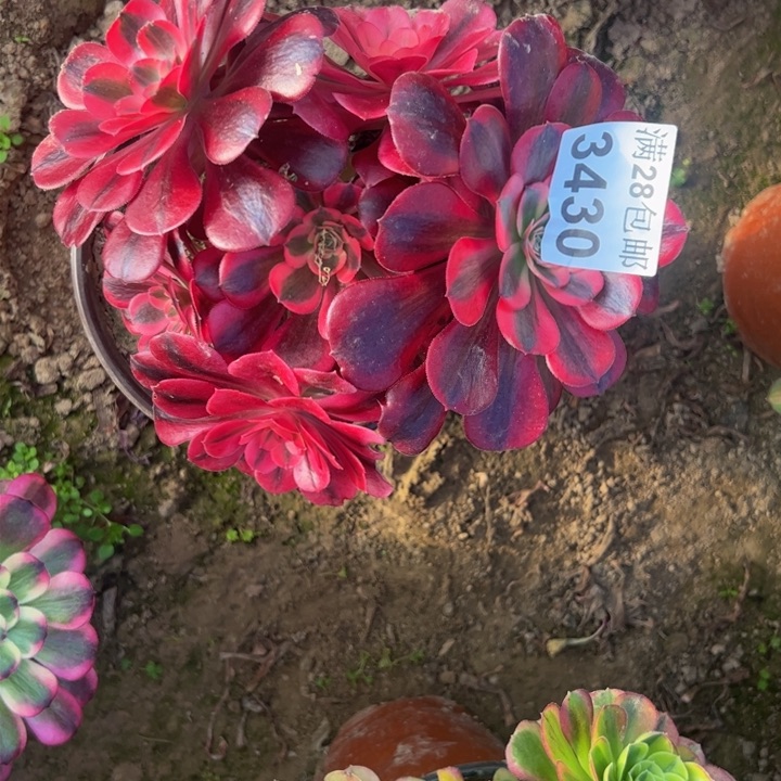 3430美杜莎有砍多肉