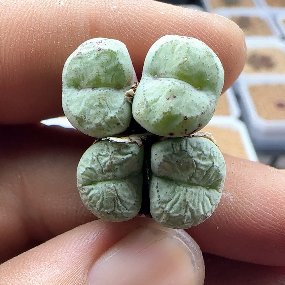 开播福利来啦44641