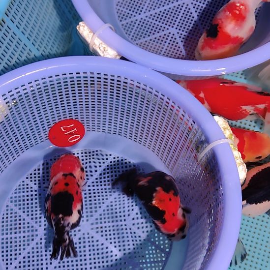 金鱼047兰寿两只特价顺丰包邮