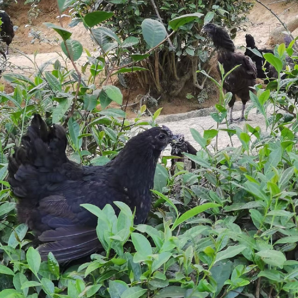 冷链川山耘旧院黑鸡单冠重冠母鸡茶山母鸡传统土鸡 包冰率不含冰