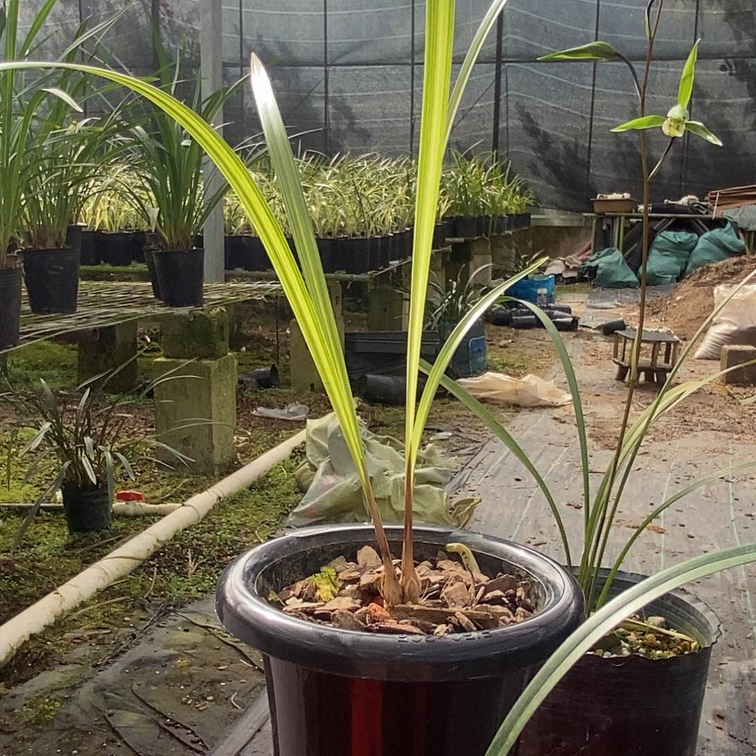 完全开放细叶寒兰散斑叶艺草