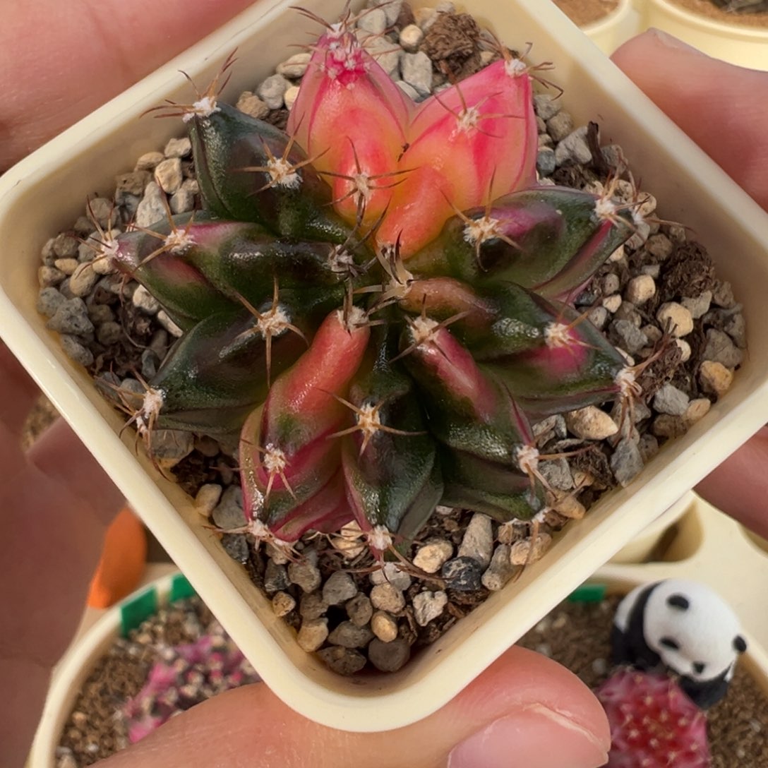 518 好看的米哈冲冲冲