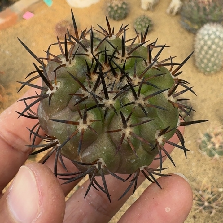 龙须玉无根6666699