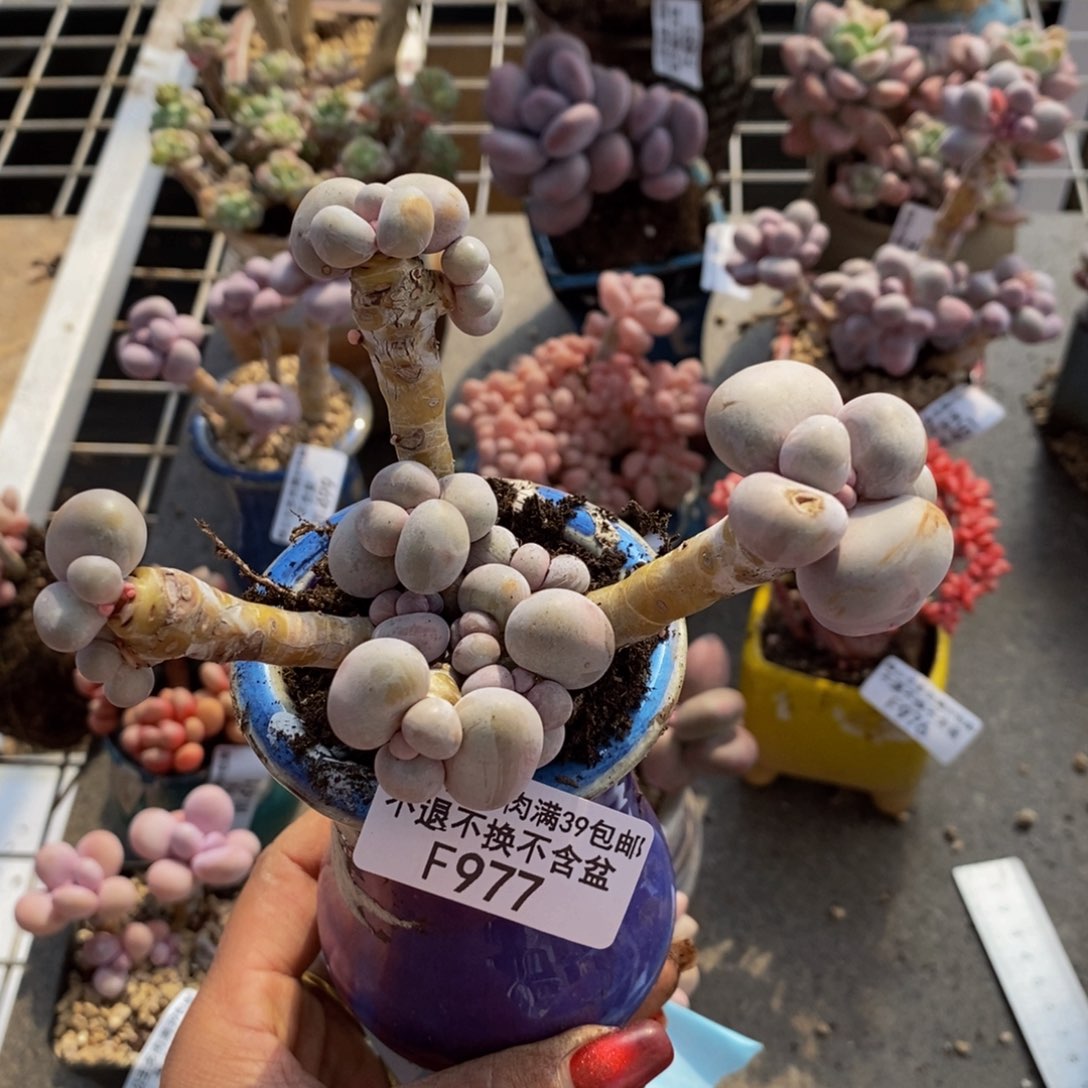 芭比奶酪977/10cm