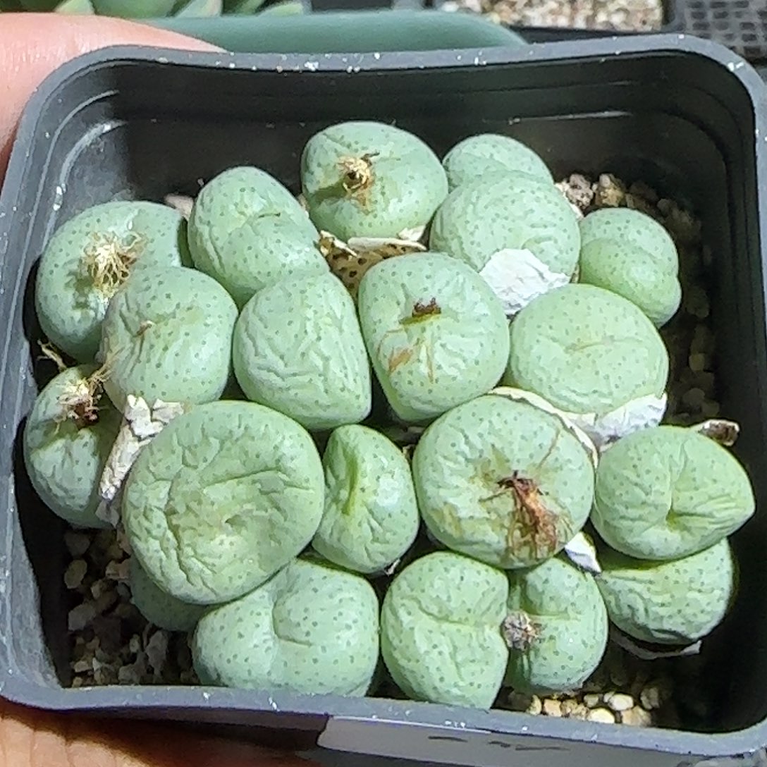 293号，清货，18包邮