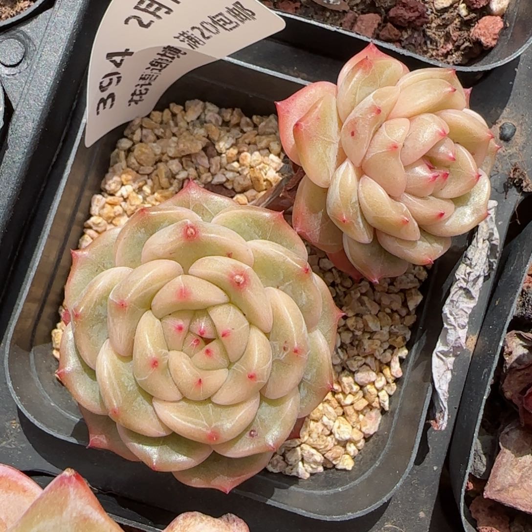 花语逸境0213-394