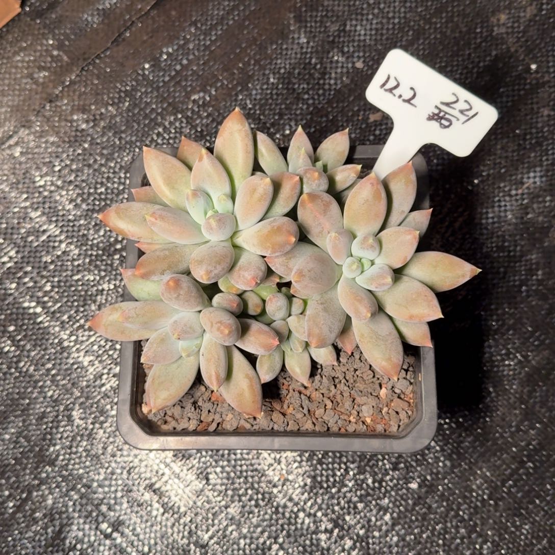 一物一拍彩胖哥特221