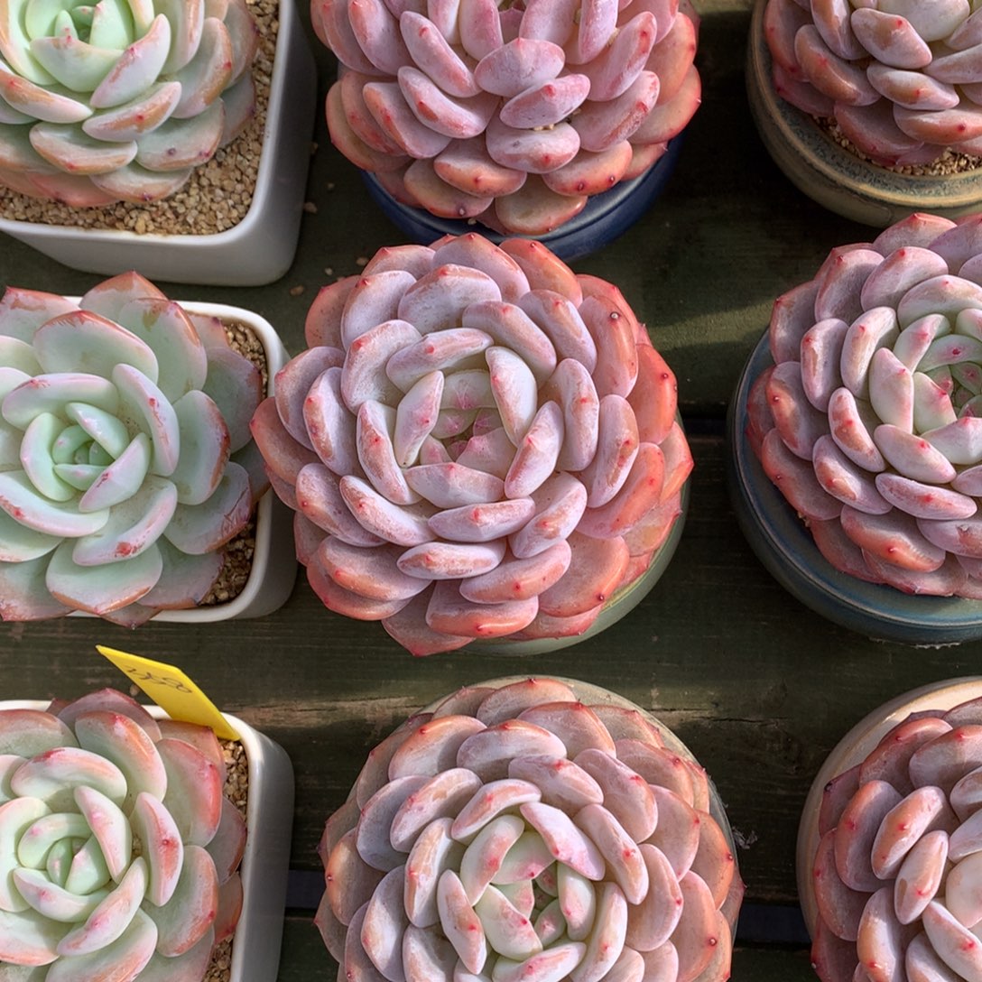 单头橙梦露 一颗     