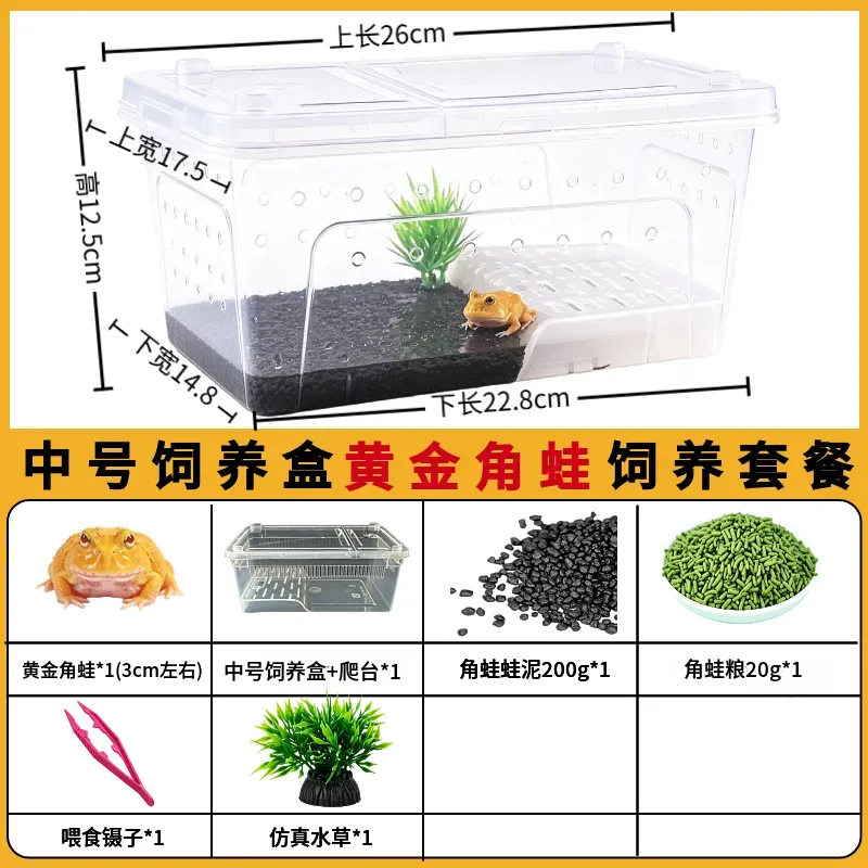 角蛙活体宠物黄金角蛙绿蛙角蛙泥角蛙粮饲养盒蛙饲料宠物青蛙活物