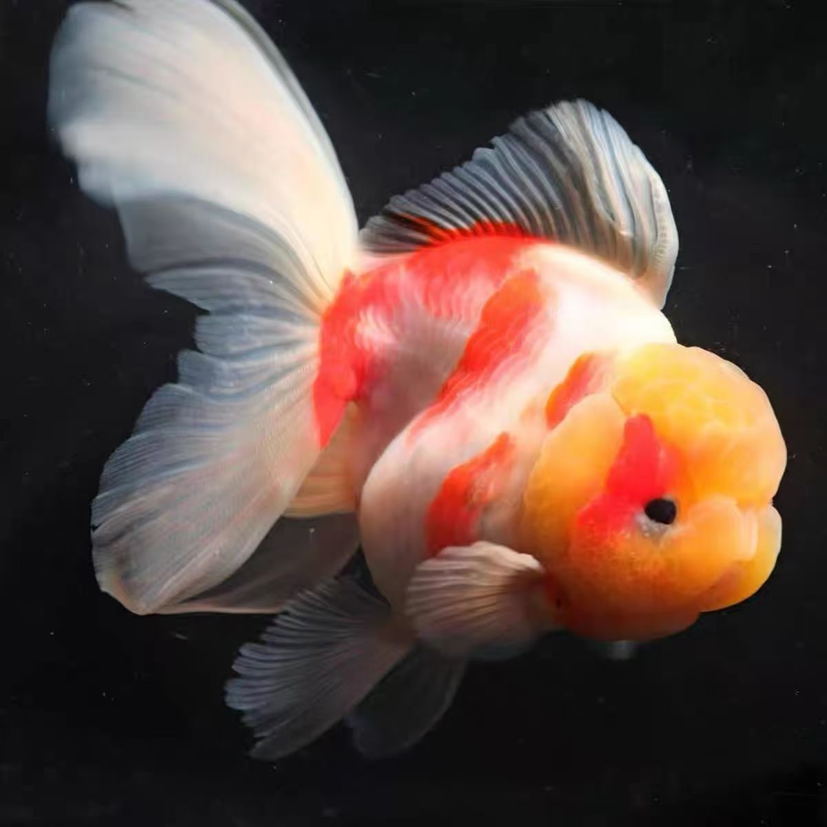 观赏鱼包邮包开箱活无开箱视频不售后尺寸以直播间为准