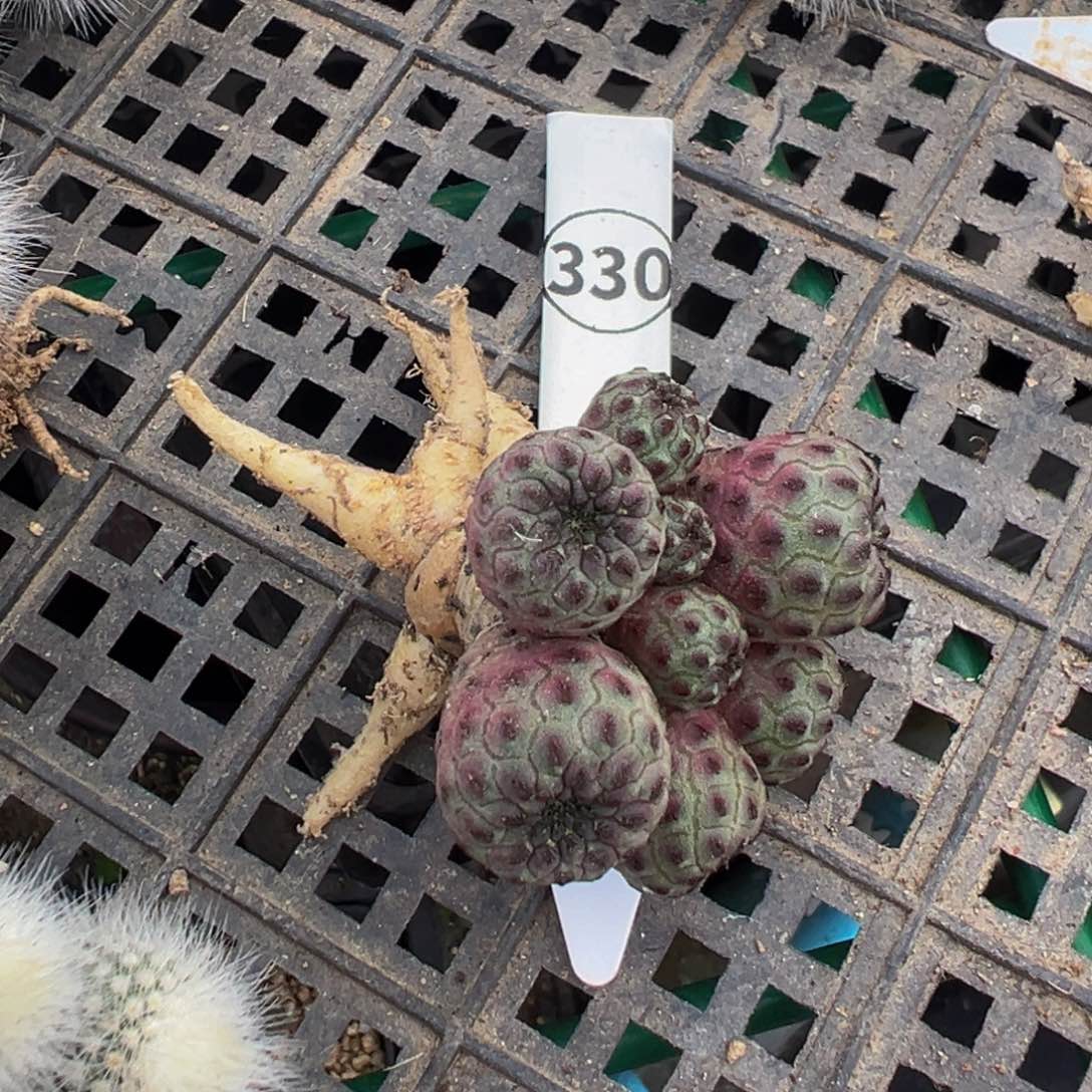 330多肉植物带盆土