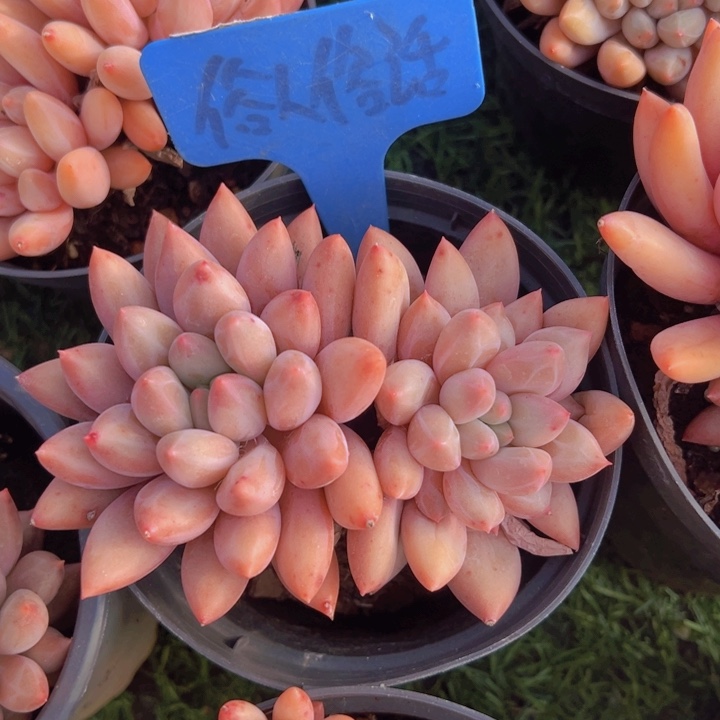 健健康康平平安安