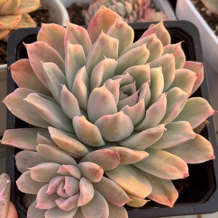 辛普森锦双头一颗价格