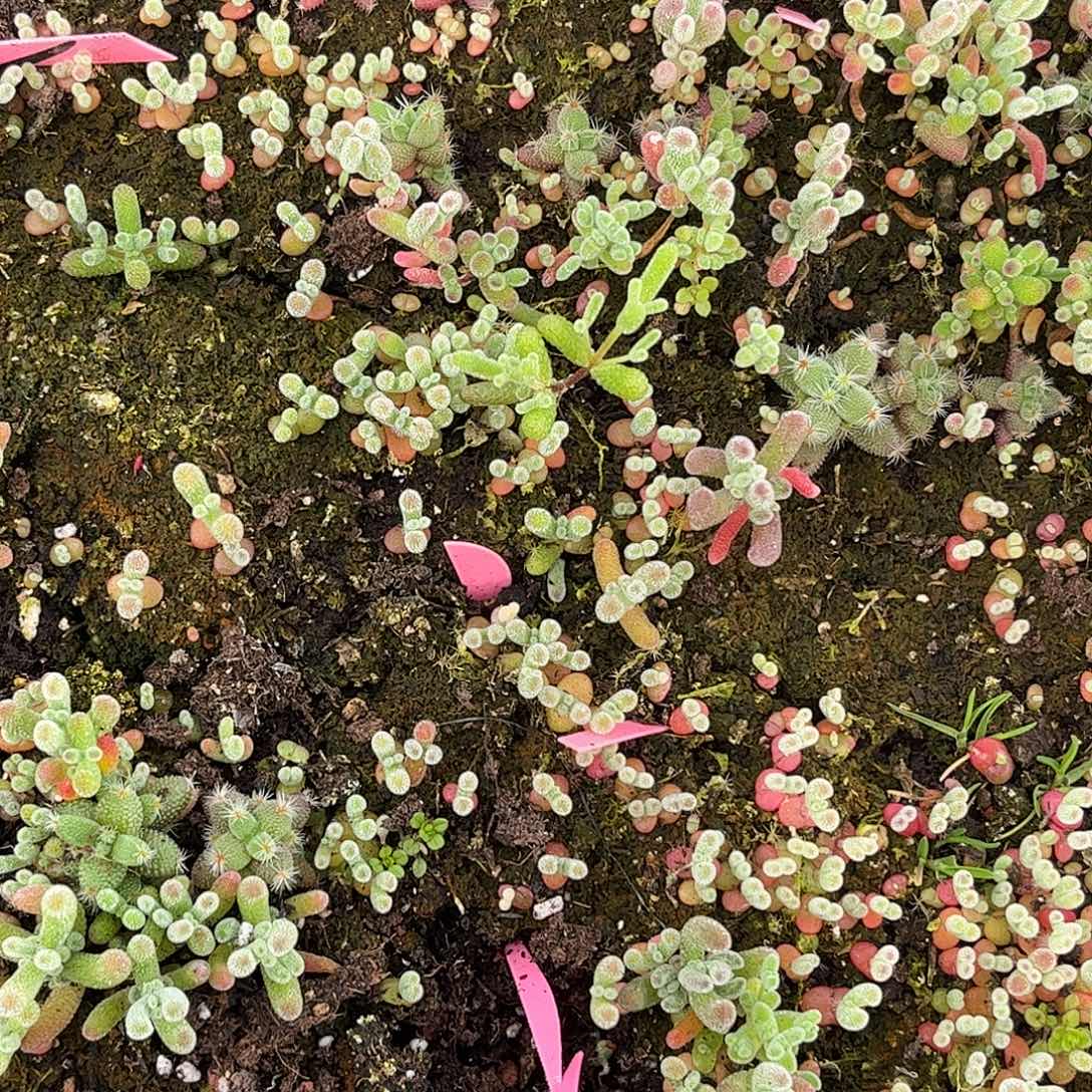 52混播切糕优选枝干番杏