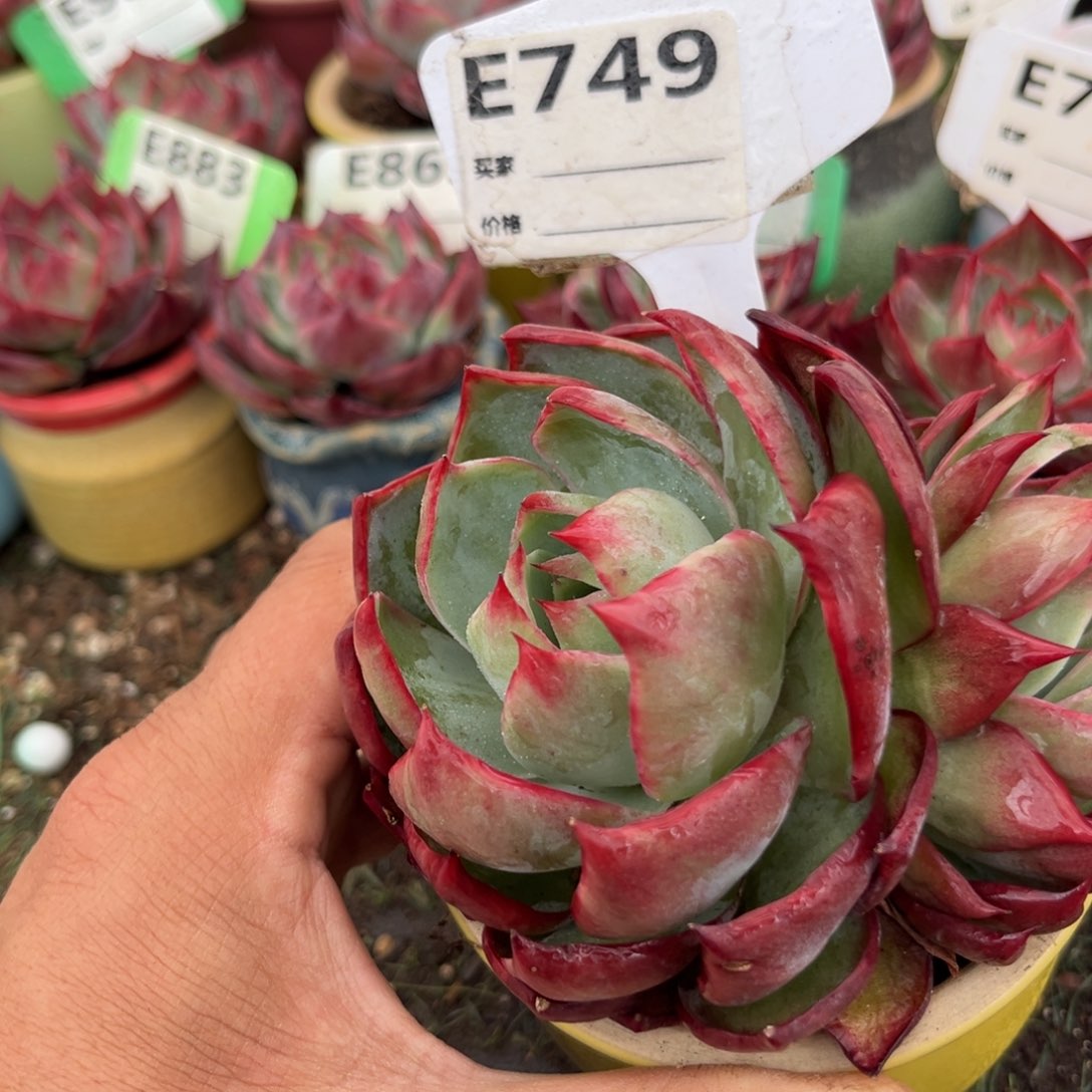 惊鸿一瞥749号多肉