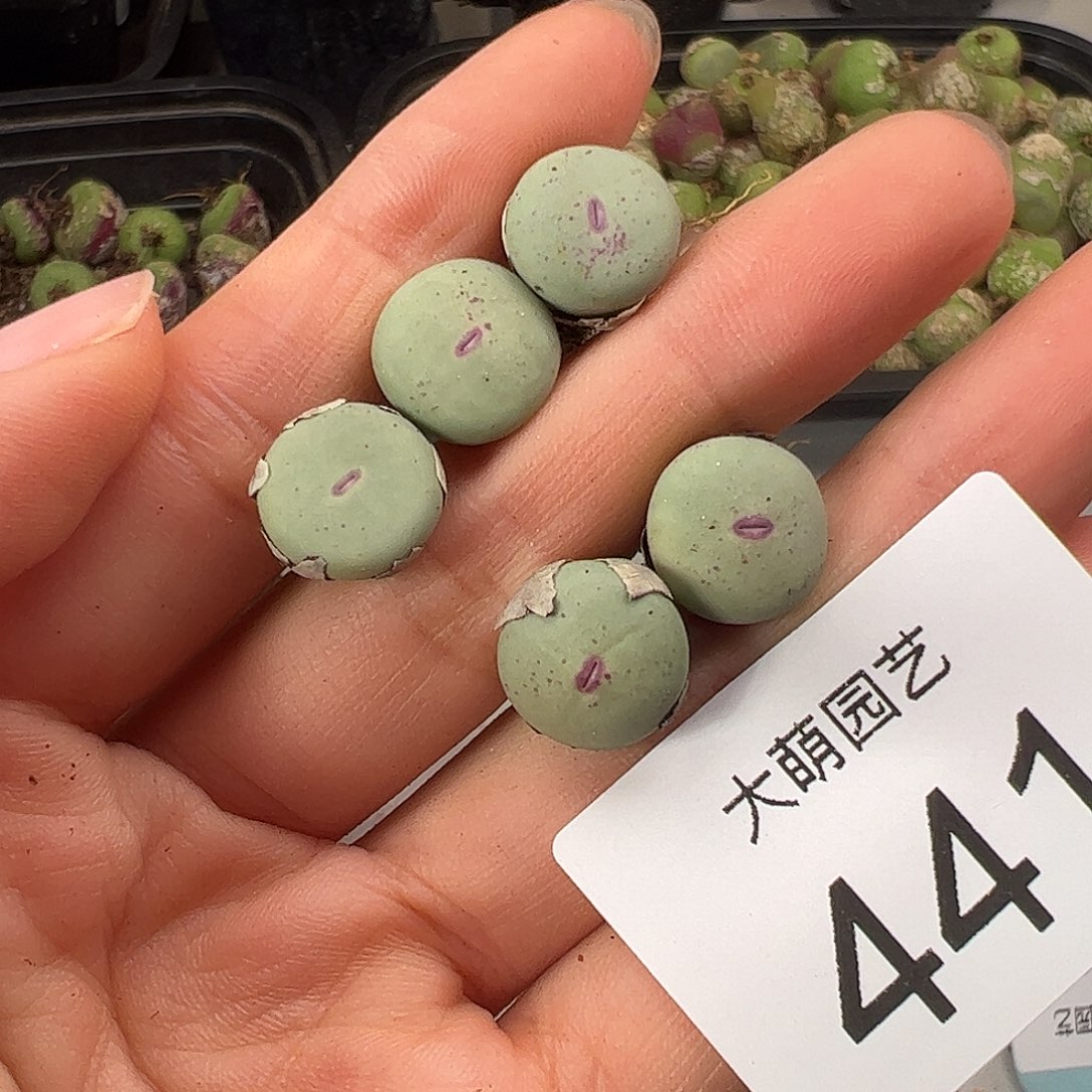 一物一拍             441