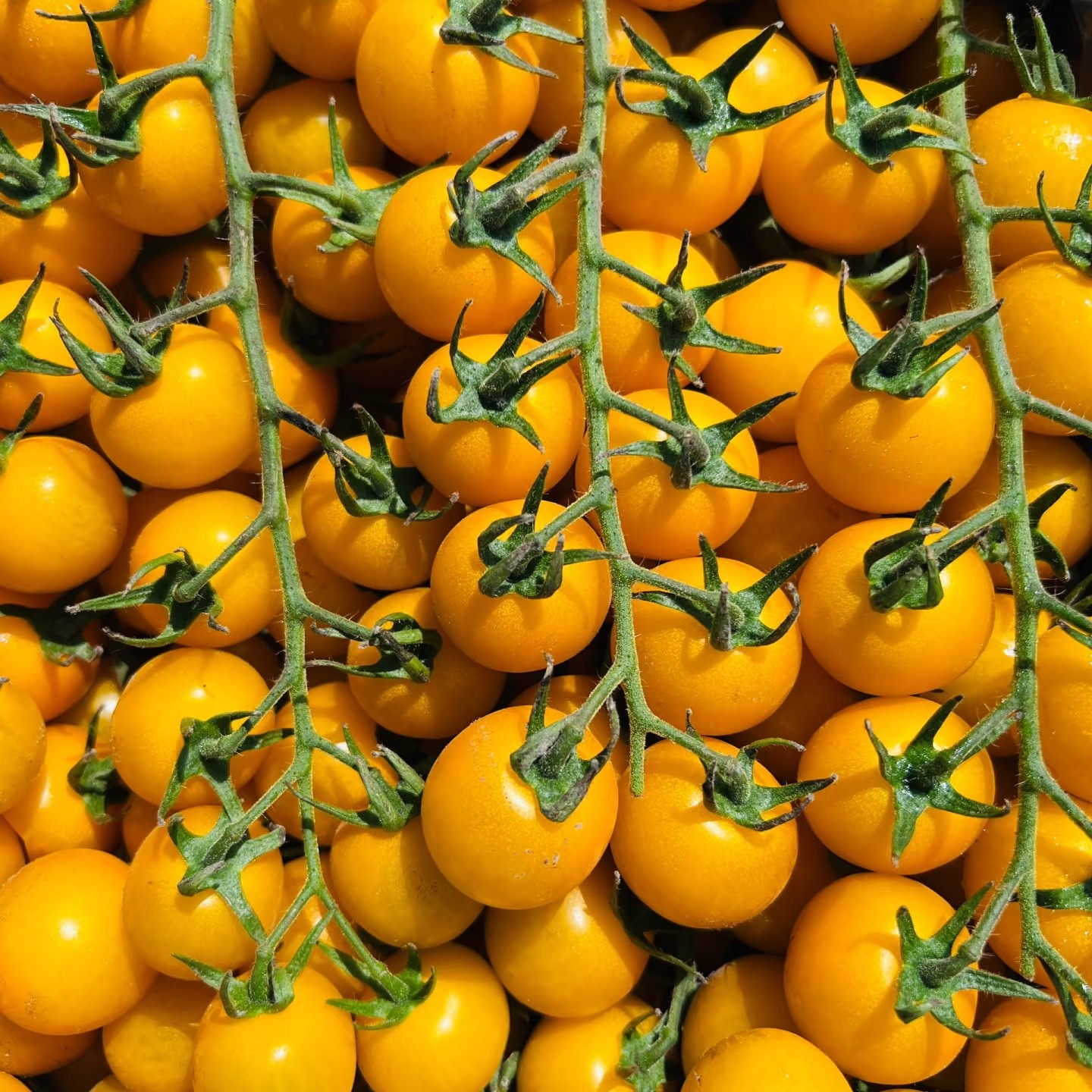 千禧玲珑黄色窜窜果：500克黄色樱桃小番茄山东省