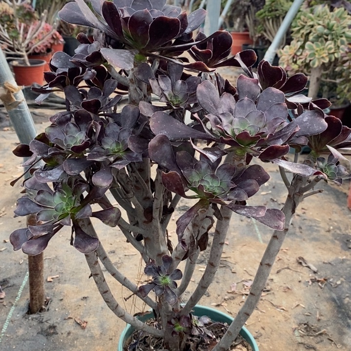 圆叶多肉植物15。    